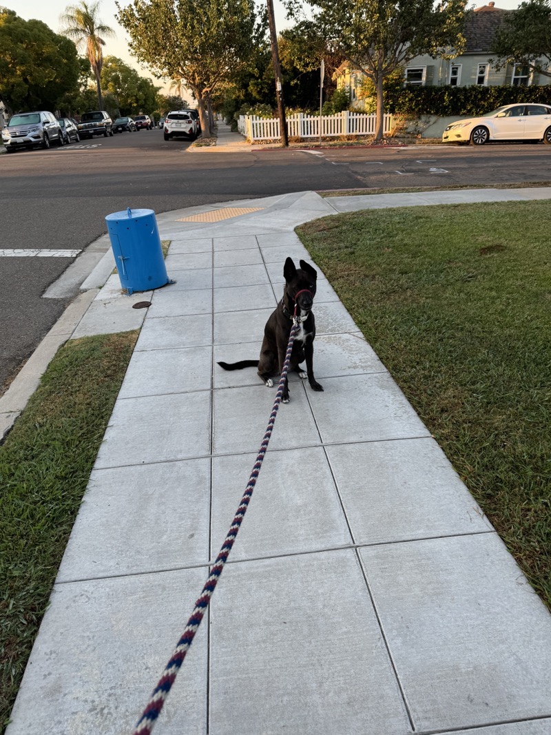 A picture of a black dog named Bowie sitting, taken on September 5 2024 at 6:51 am